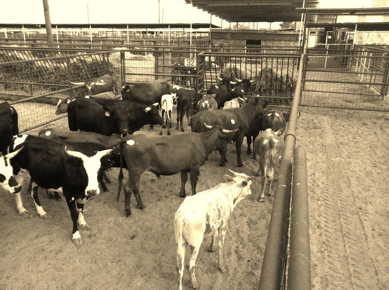livestock auction commission rates